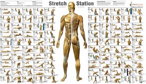 Basic Stretches Chart